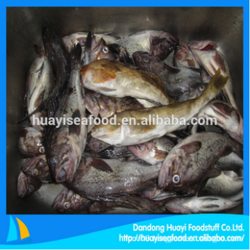 frozen price of good fat greenling